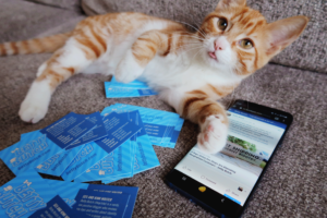 An orange tabby lounging on a couch next to a phone open on Facebook and a pile of Betty Butch business cards.