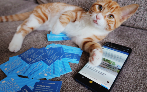 An orange tabby lounging on a couch next to a phone open on Facebook and a pile of Betty Butch business cards.