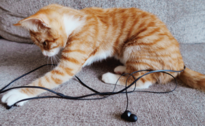 An orange tabby kitten attacking a pair of black earbuds.